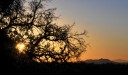 silhouetted-tree-in-sunrise